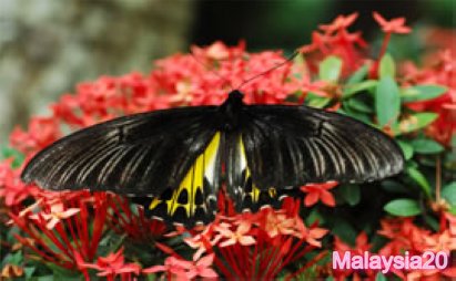 Penang Butterfly Farm Teluk Bahang